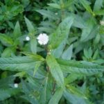 Cây nhọ nồi có công dụng giúp hạ sốt không?