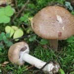 Công dụng của nấm agaricus là gì?