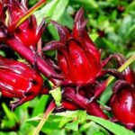 Công dụng cây bụp giấm