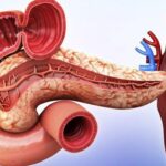 Chức năng tạng tỳ trong đông y