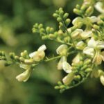 Cây hoa hòe chữa bệnh gì?
