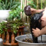 Các loại thảo dược tốt cho tóc