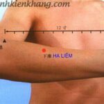 Vị trí và tác dụng huyệt hạ liêm
