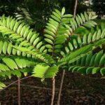 Công dụng của cây mật nhân với sức khỏe
