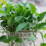 Công dụng của cây vạn niên thanh