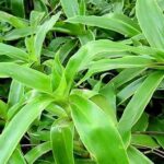 Các công dụng của cây lược vàng