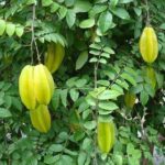 Công dụng bất ngờ của cây khế