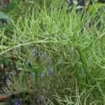 Các công dụng của cây gạc nai