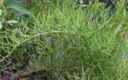 Các công dụng của cây gạc nai