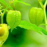 Công dụng của cây thù lù