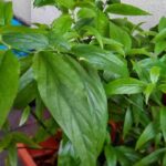 Các công dụng của cây xương khỉ