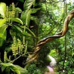 Công dụng của cây gắm