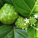 Công dụng của cây nhàu