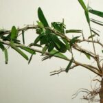Công dụng của cây xáo tam thân