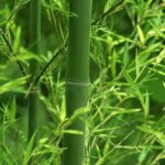 Cây trúc nhự có tác dụng gì?