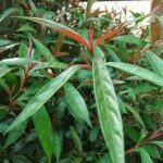 Công dụng của cây hoàn ngọc