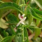 Xuyên tâm liên có tác dụng phụ gì?