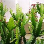 Bạn có biết tác dụng của cây xương rồng?