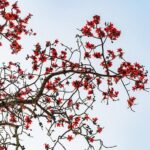 Công dụng cây bông gạo