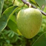 Công dụng của cây bình bát