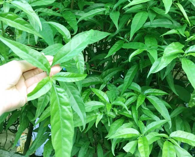 Tác dụng phụ của cây xương khỉ