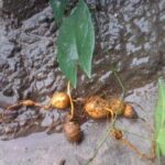 Công dụng của cây san sư cô