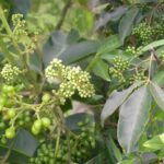 Cây ba chạc có tác dụng gì?