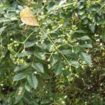 Tác dụng của cây muồng truổng