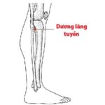 Tác dụng và cách xác định huyệt dương lăng tuyền