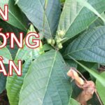 Cây đơn tướng quân chữa bệnh gì?