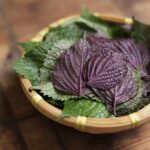 Lá tía tô đắp mặt có tác dụng trị nám?