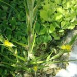 Tác dụng của cây đuôi lươn