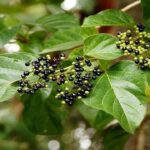 Cây vọng cách có tác dụng gì?