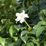 Công dụng của cây Quao