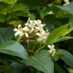 Cây mộc hoa trắng có tác dụng gì?