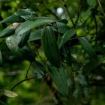 Cây củ nâu có tác dụng gì?