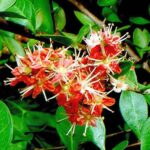 Tác dụng của cây lá móng tay