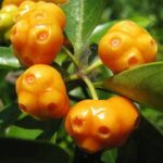 Cây mặt quỷ chữa bệnh gì?