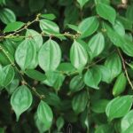 Các tác dụng của ô dược