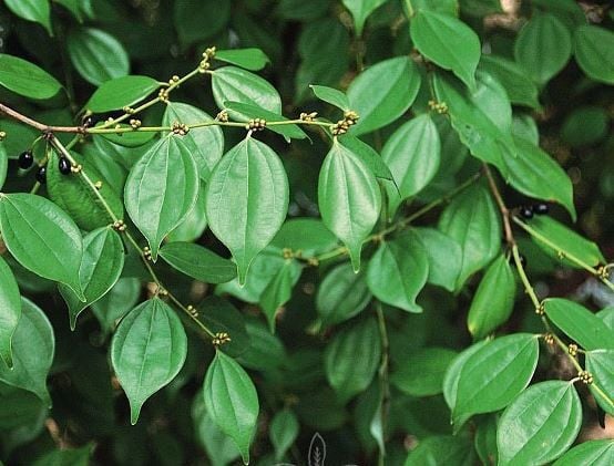Các tác dụng của ô dược