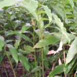 Công dụng cây dương xuân sa
