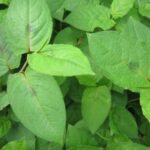 Cây thồm lồm chữa bệnh gì?