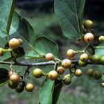 Tác dụng của cây thiên đầu thống