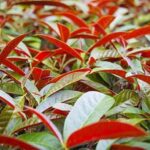 Cây đơn lá đỏ trị mề đay được không?