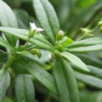 Công dụng của cây lưỡi rắn