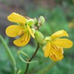 Công dụng của cây vọng giang nam