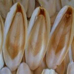 Vị thuốc từ mai mực