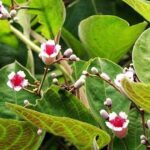 Công dụng của cây mơ tam thể