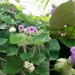 Cây bạc thau có tác dụng gì?