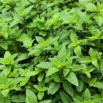 Công dụng của cây sương sáo